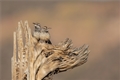 Cactus Wrens, Jennifer Mancuso